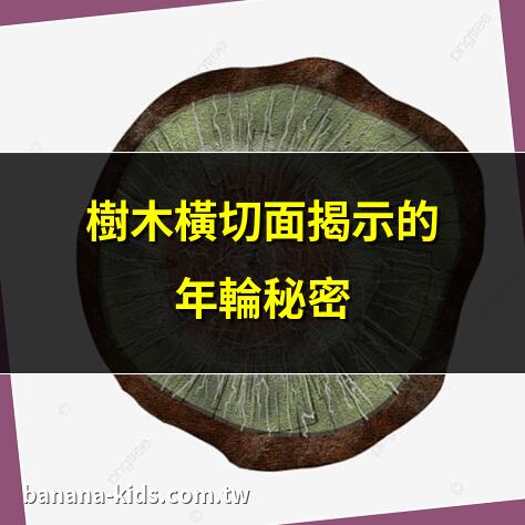 樹木橫切面
