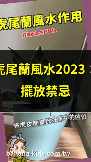 虎尾蘭風水 2023